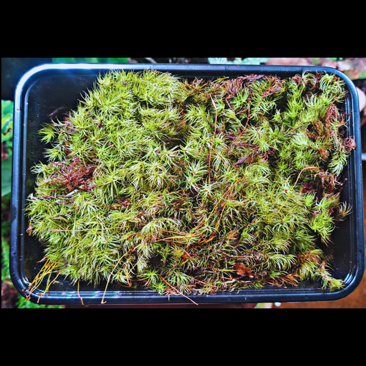 Dicranum scoparium - Mood moss WetRootz