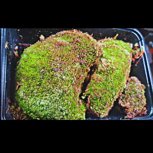 Pincushion Moss WetRootz