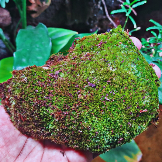 Pincushion Moss WetRootz
