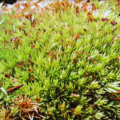 Pincushion Moss WetRootz