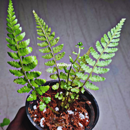 Dryopteris crassirhizoma WetRootz