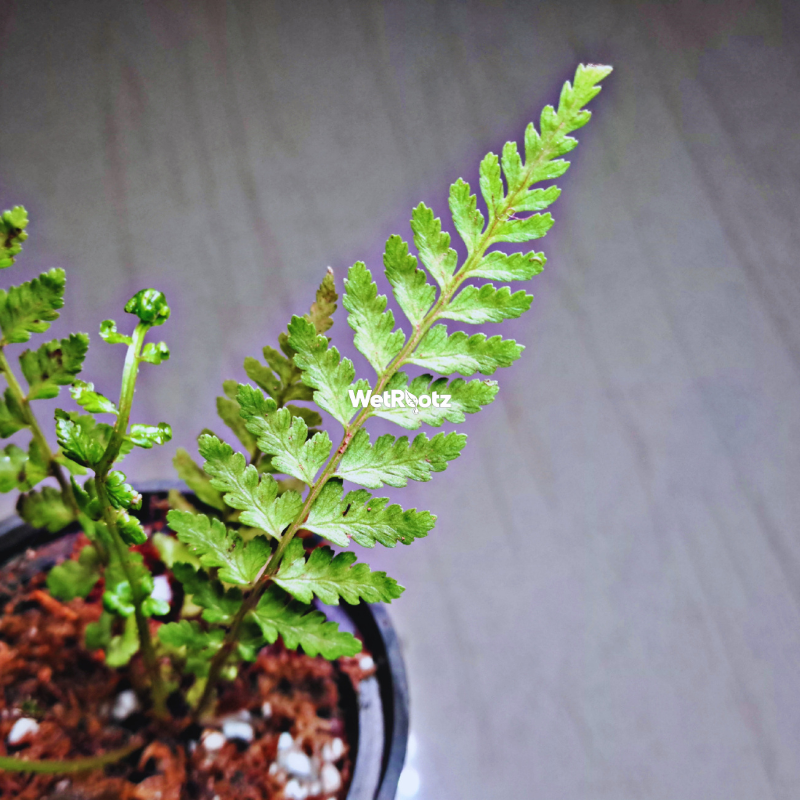 Dryopteris crassirhizoma WetRootz