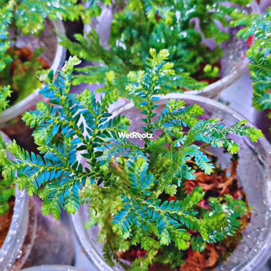 Selaginella Willdenowii - Blue Peacock Fern WetRootz