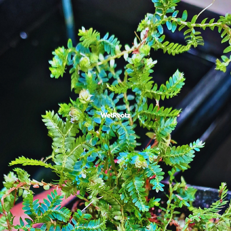 Selaginella Uncinata - Blue Peacock Fern WetRootz
