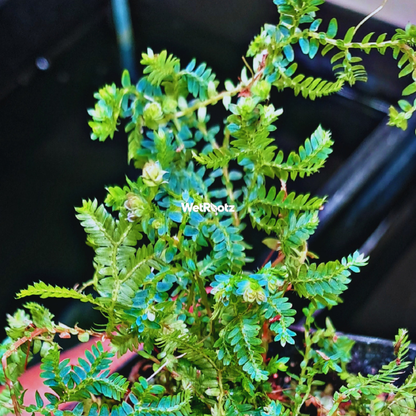 Selaginella Uncinata - Blue Peacock Fern WetRootz