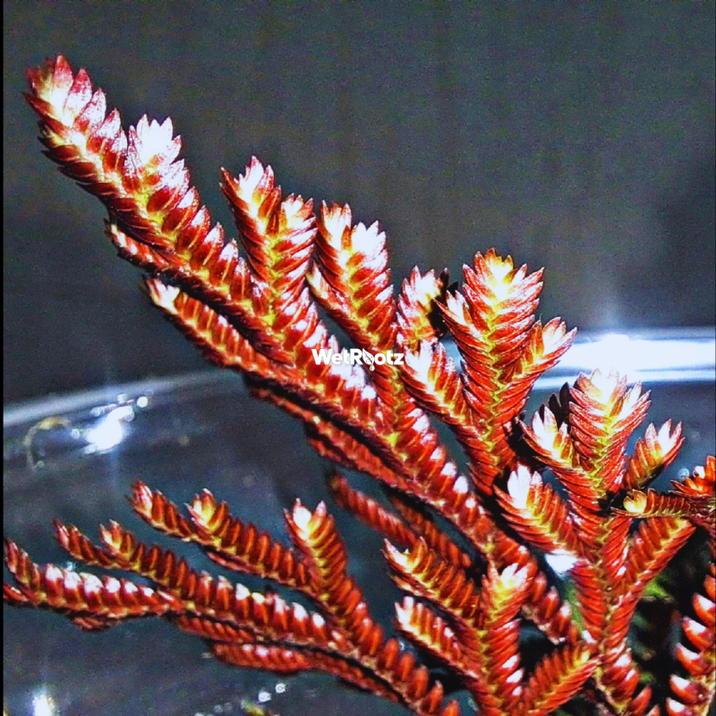 Selaginella erythropus red ruby WetRootz