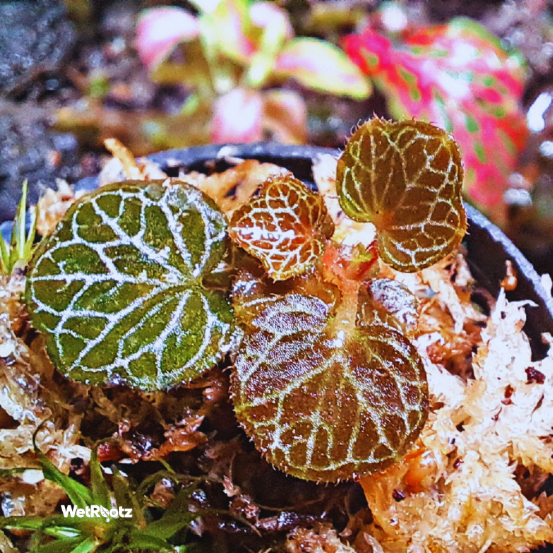 Saxifraga Stolonifera - Micro Strawberry Begonia WetRootz