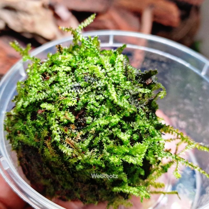 Christmas Moss - Vesicularia montagnei WetRootz