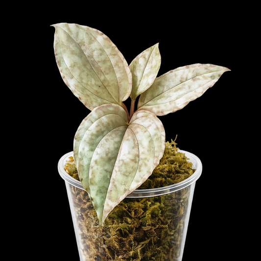 Pulchrum - Jewel Orchid WetRootz