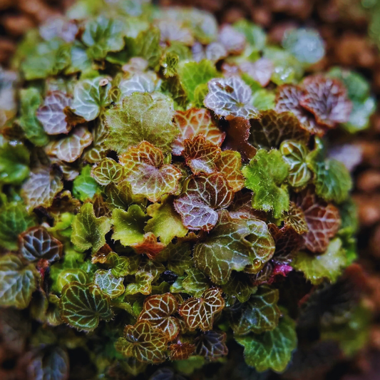 Micro Strawberry Begonia WetRootz
