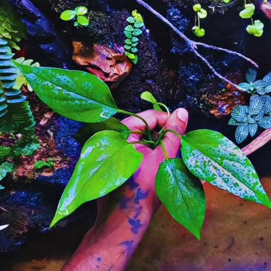 Aglaonema simplex WetRootz