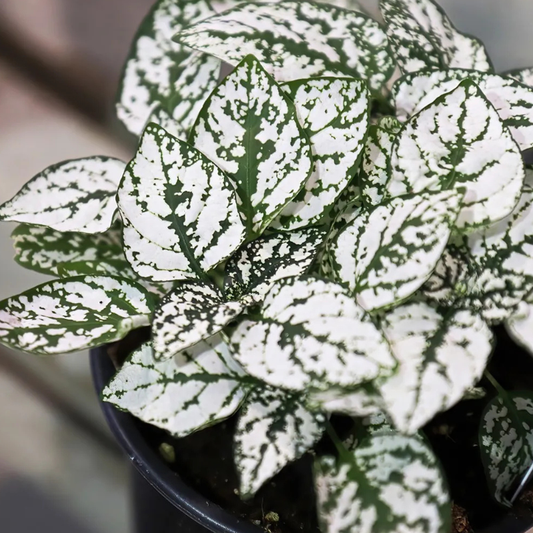 Polka Dot White for sale