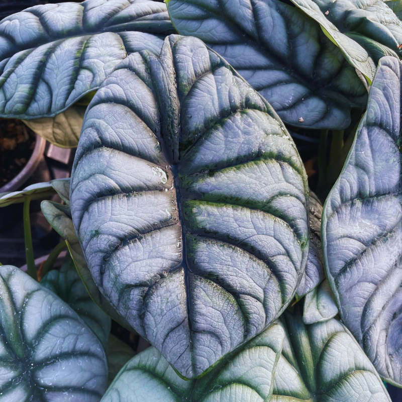Alocasia Silver Dragon WetRootz