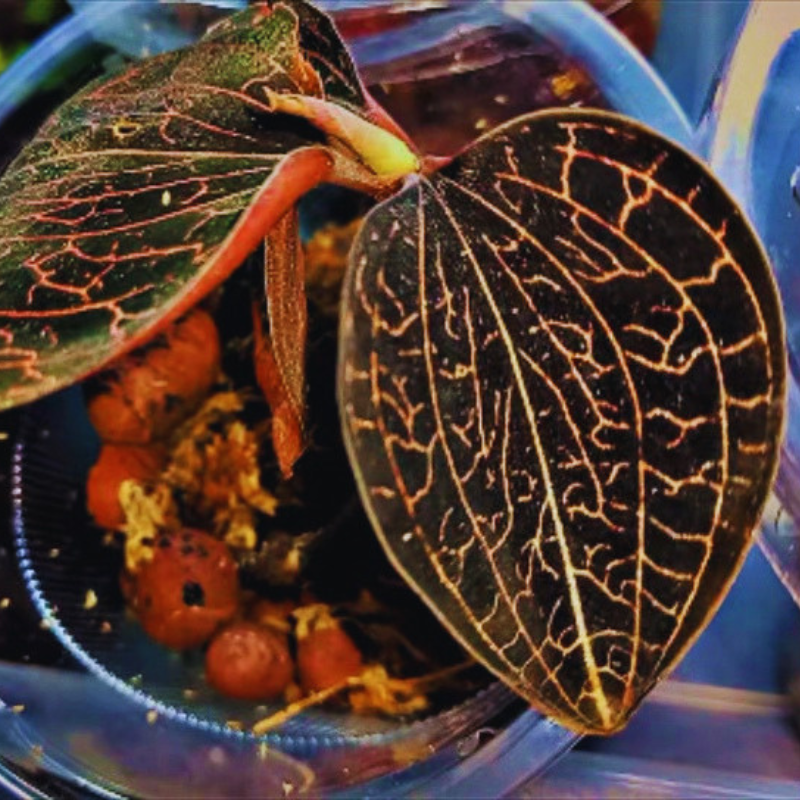 Anoectochilus - Jewel Orchid WetRootz