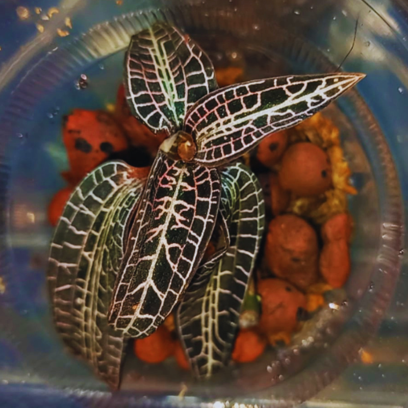 Goodyera hispida - Jewel Orchid WetRootz