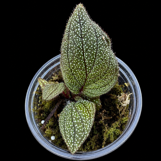Sonerila Maculata - White Spot WetRootz