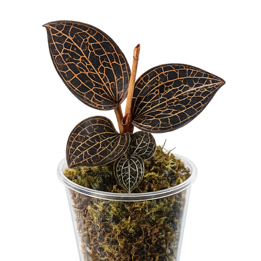Anoectochilus - Jewel Orchid WetRootz