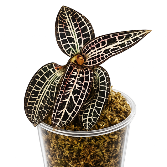 Goodyera hispida - Jewel Orchid WetRootz