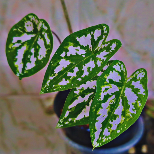 Caladium humboldtii (Mini White) WetRootz