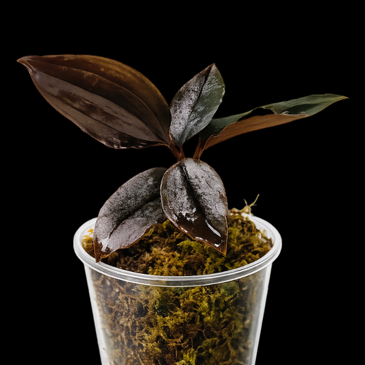 Malaxis metallica - Jewel Orchid WetRootz