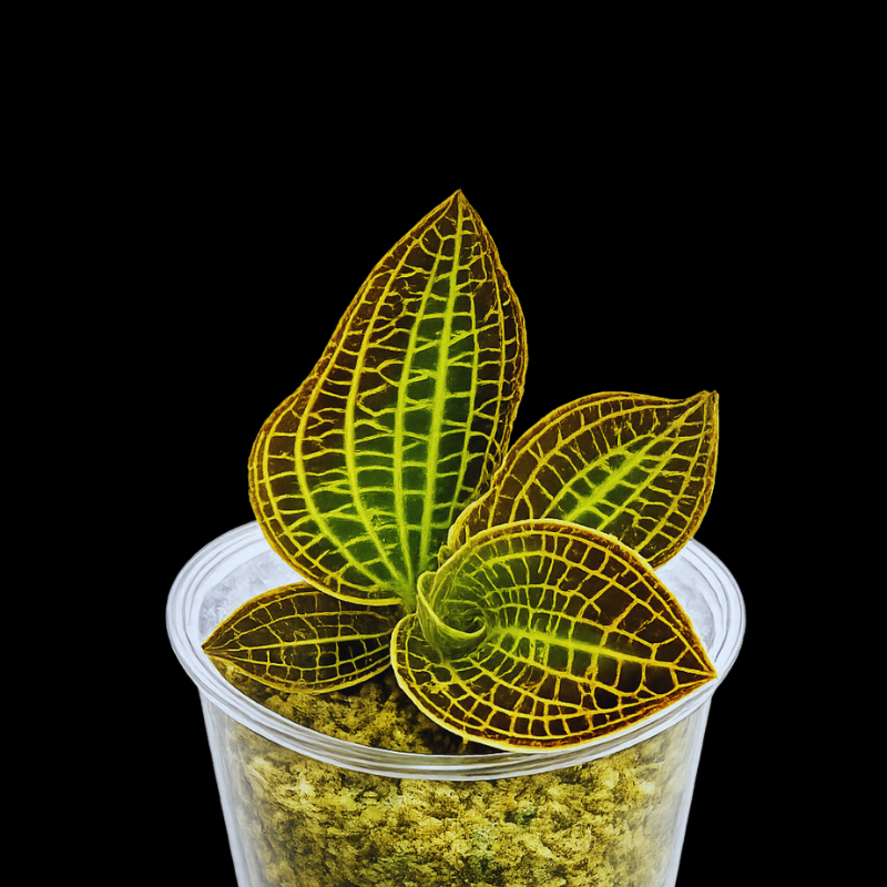 Macodes Sanderiana - Rare WetRootz