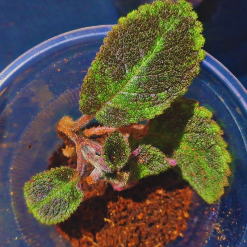 Episcia - Emerald WetRootz