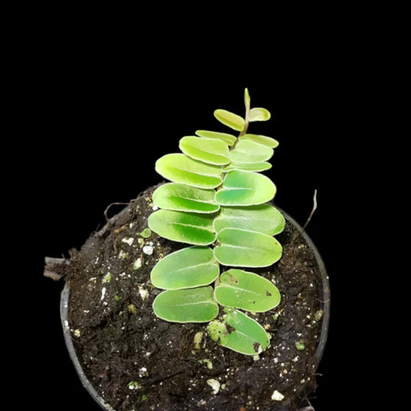 Marcgravia umbellata WetRootz