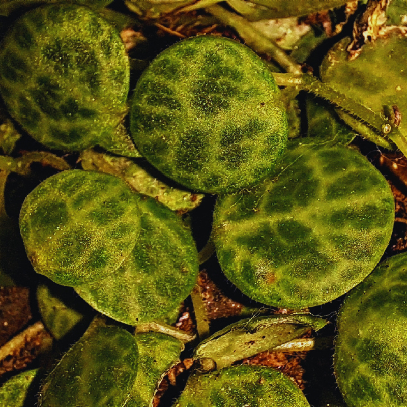 String of Turtles - Peperomia Prostrata WetRootz