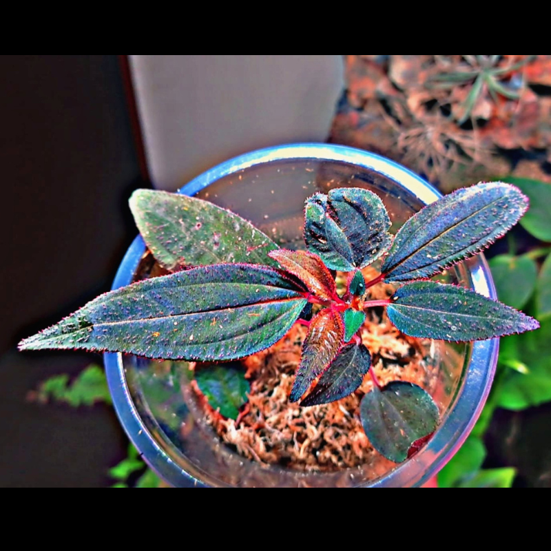Sonerila sp. Iridescent WetRootz