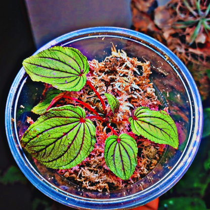 Sonerila cardamomensis WetRootz
