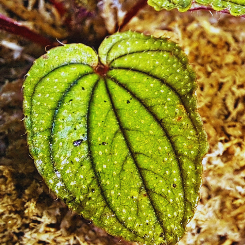 Sonerila cardamomensis WetRootz