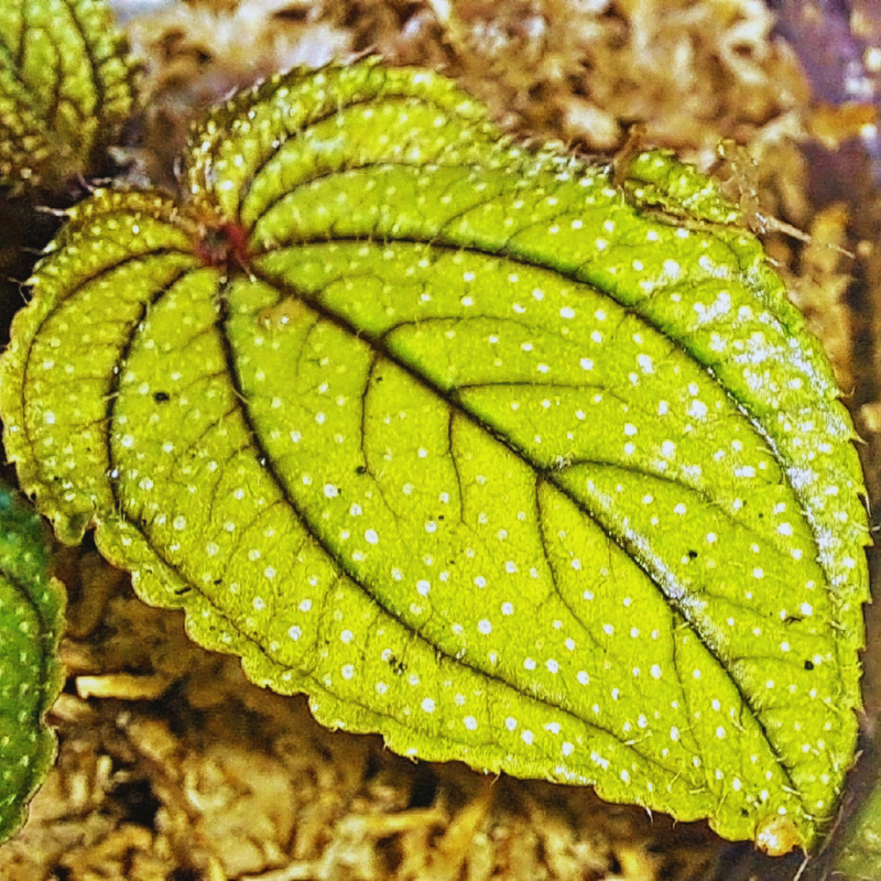 Sonerila cardamomensis WetRootz