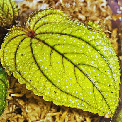 Sonerila cardamomensis WetRootz