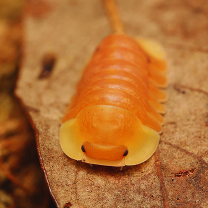 Cubaris Sp. Rubber Ducky