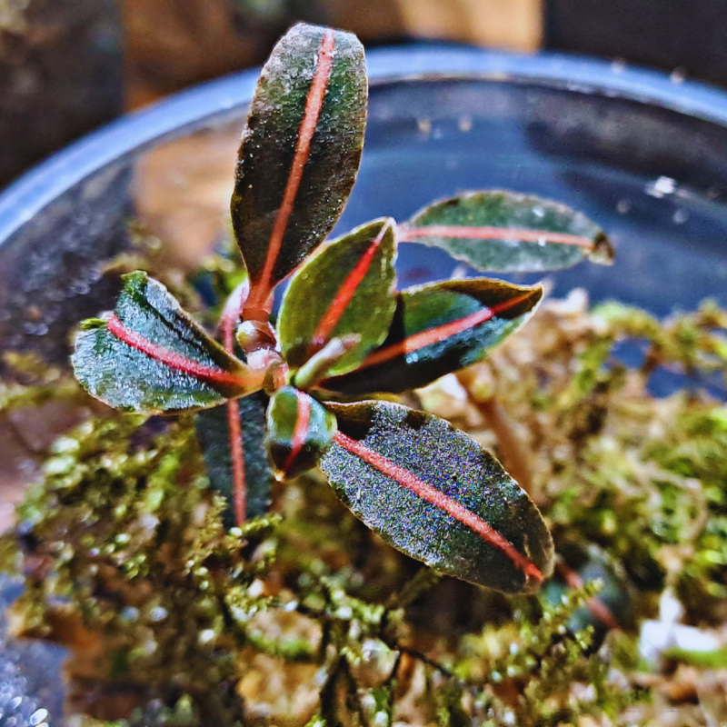 Macodes Vrydagzynea Tristriata 'Fire Mark' WetRootz