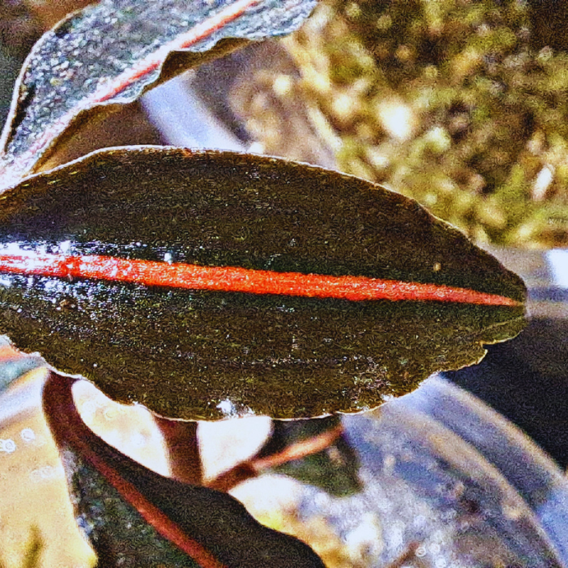 Macodes Vrydagzynea Tristriata 'Fire Mark' WetRootz