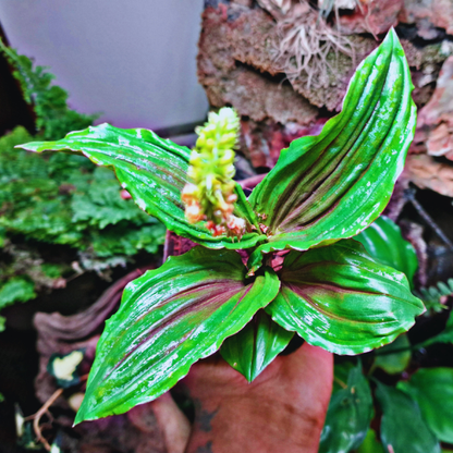 Crepidium - Malaxis versicolor WetRootz