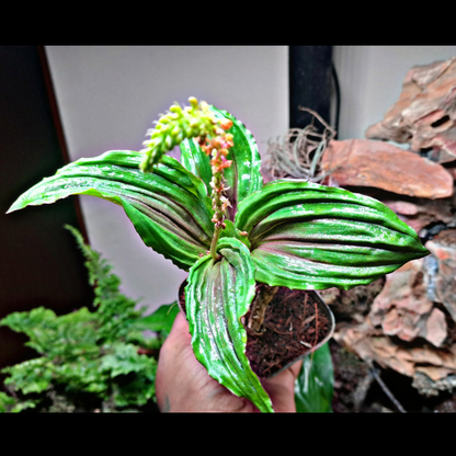 Crepidium - Malaxis versicolor WetRootz