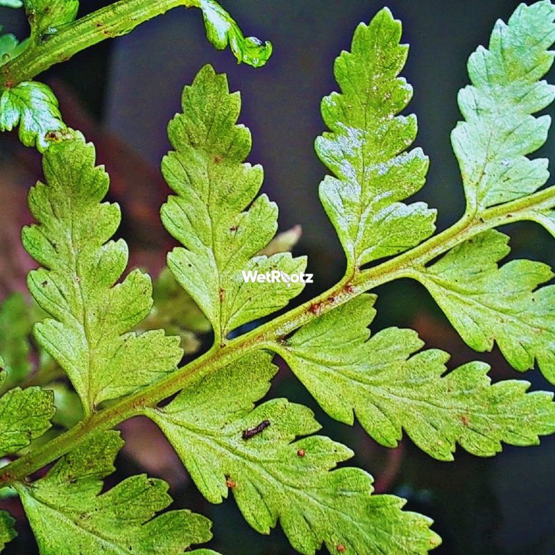 Dryopteris crassirhizoma WetRootz