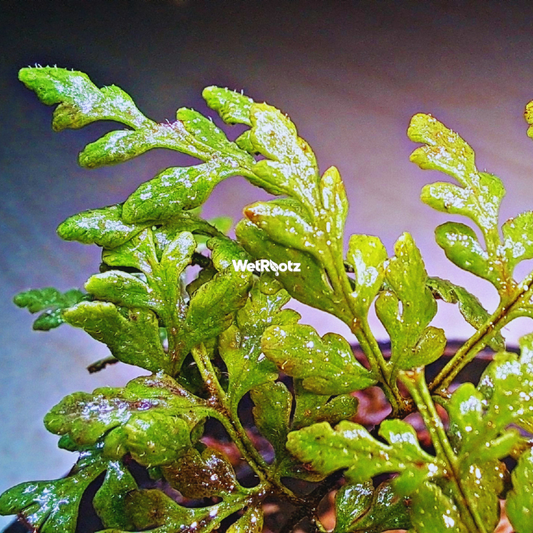 Cheilanthes Lanosa WetRootz