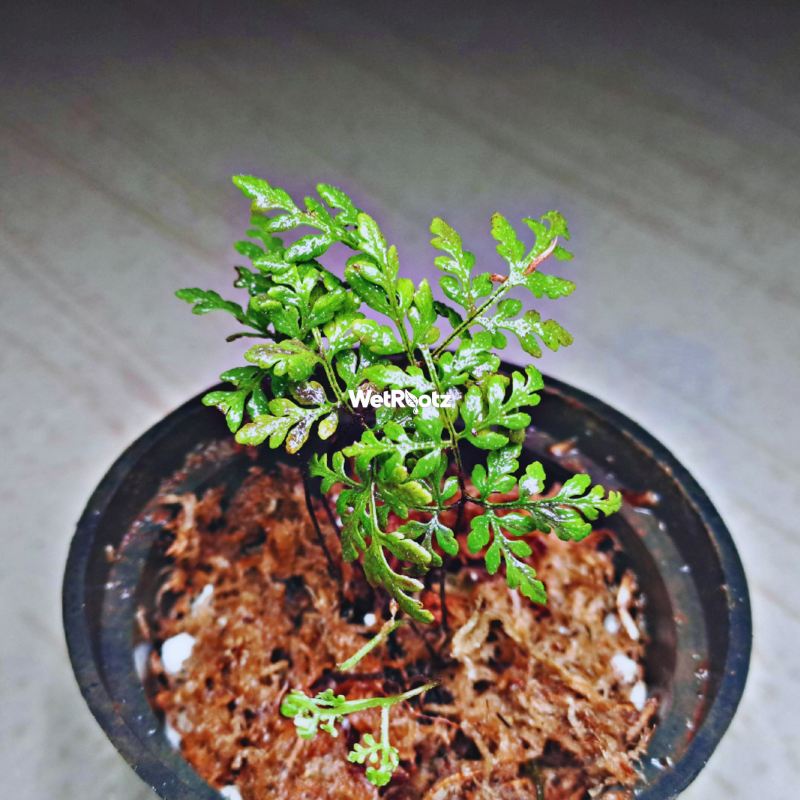 Cheilanthes Lanosa WetRootz