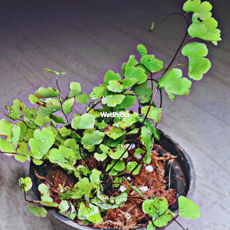 Adiantum Raddianum WetRootz