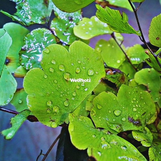 Adiantum Raddianum WetRootz