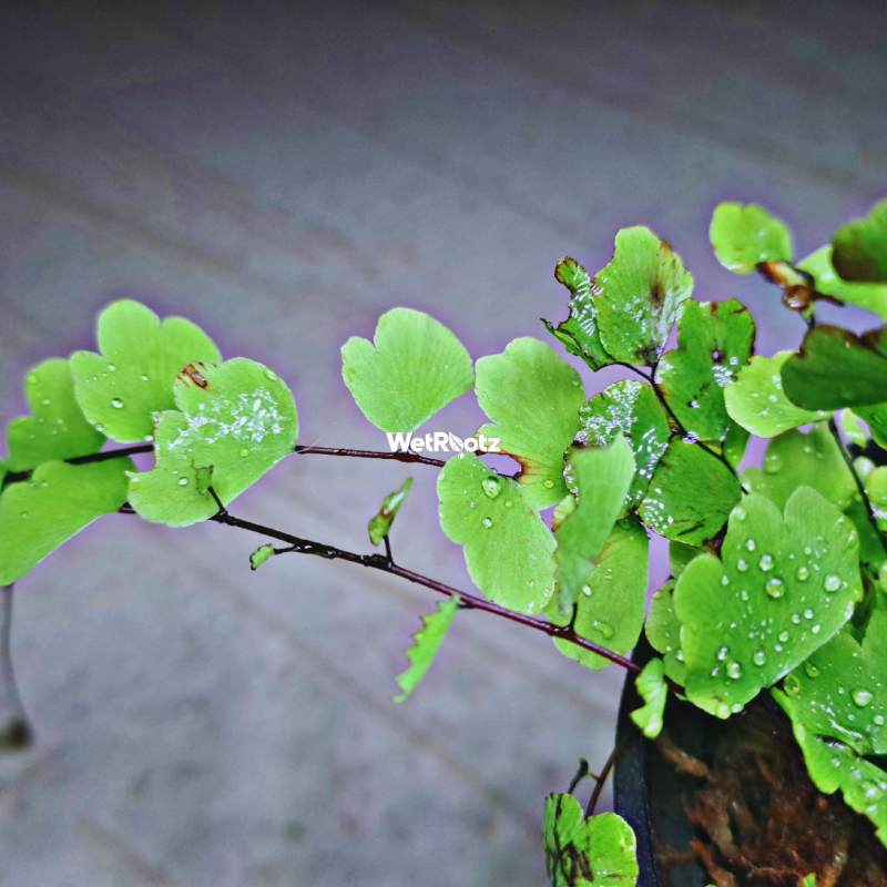 Adiantum Raddianum WetRootz