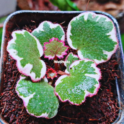 Saxifraga stolonifera variegata — Strawberry Begonia WetRootz