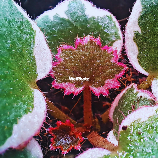 Saxifraga stolonifera variegata — Strawberry Begonia WetRootz