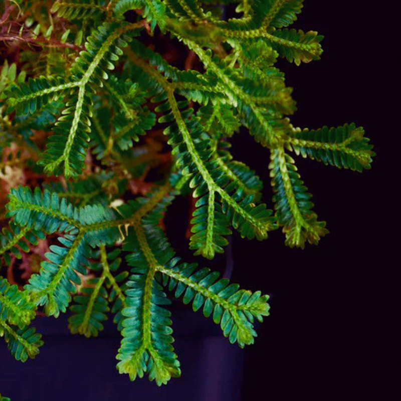 Selaginella sp. Rainbow WetRootz