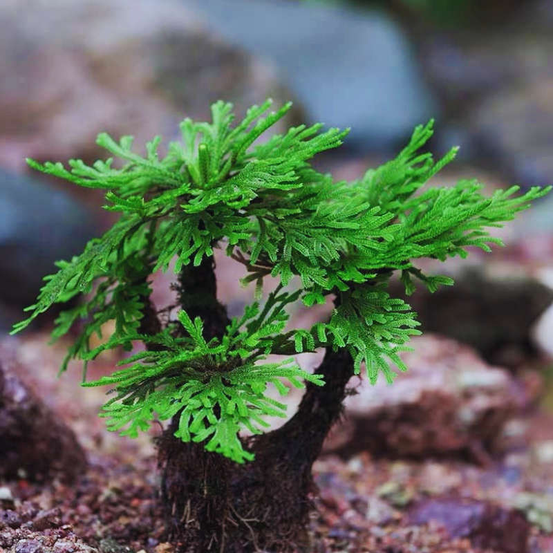 Selaginella Tamariscina WetRootz