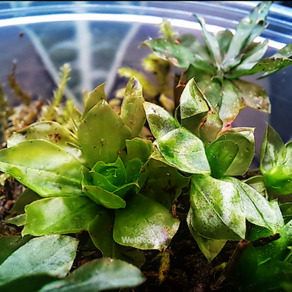 Umbrella Moss - Rhodobryum giganteum WetRootz