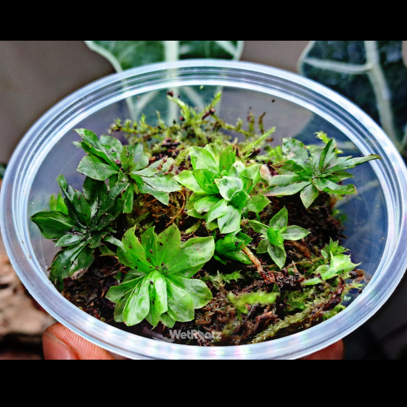 Umbrella Moss - Rhodobryum giganteum WetRootz